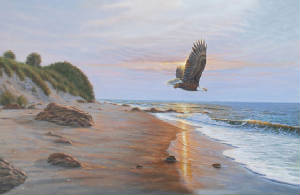 Seascapes/Free-Bird.jpg