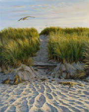 Wildlife/Dune-Path-Gull.jpg