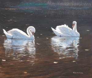 Wildlife/Illustrious-Swans.jpg