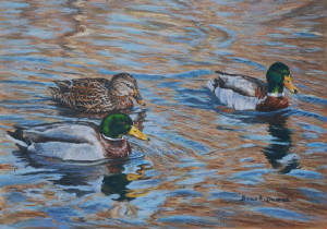 Wildlife/River-Mallards.jpg
