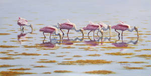 Wildlife/Spoonbills-Feeding.jpg